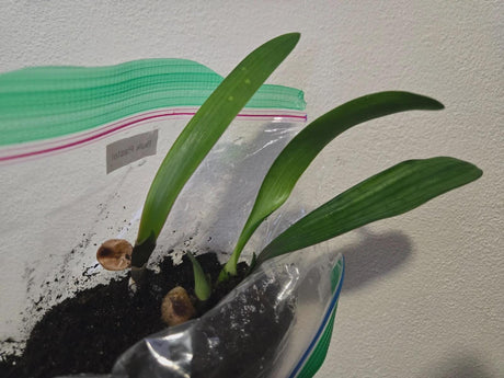 Clivia Pastel Miniata Seedling Plant
