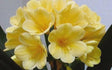 Clivia Yellow Stud Seedling 4-5 in Tall
