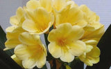Clivia Yellow Stud Seedling 4-5 in Tall