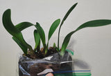 Clivia Yellow Stud Seedling 4-5 in Tall