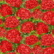Quilting Cotton Scarlet Beauty Packed Geranium with Leaves Timeless Treasures