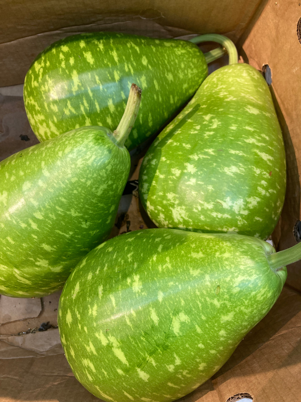 DESHI SQUASH