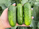 Pickling Cucumbers