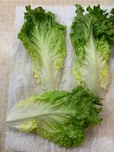 Lettuce: Green Leaf