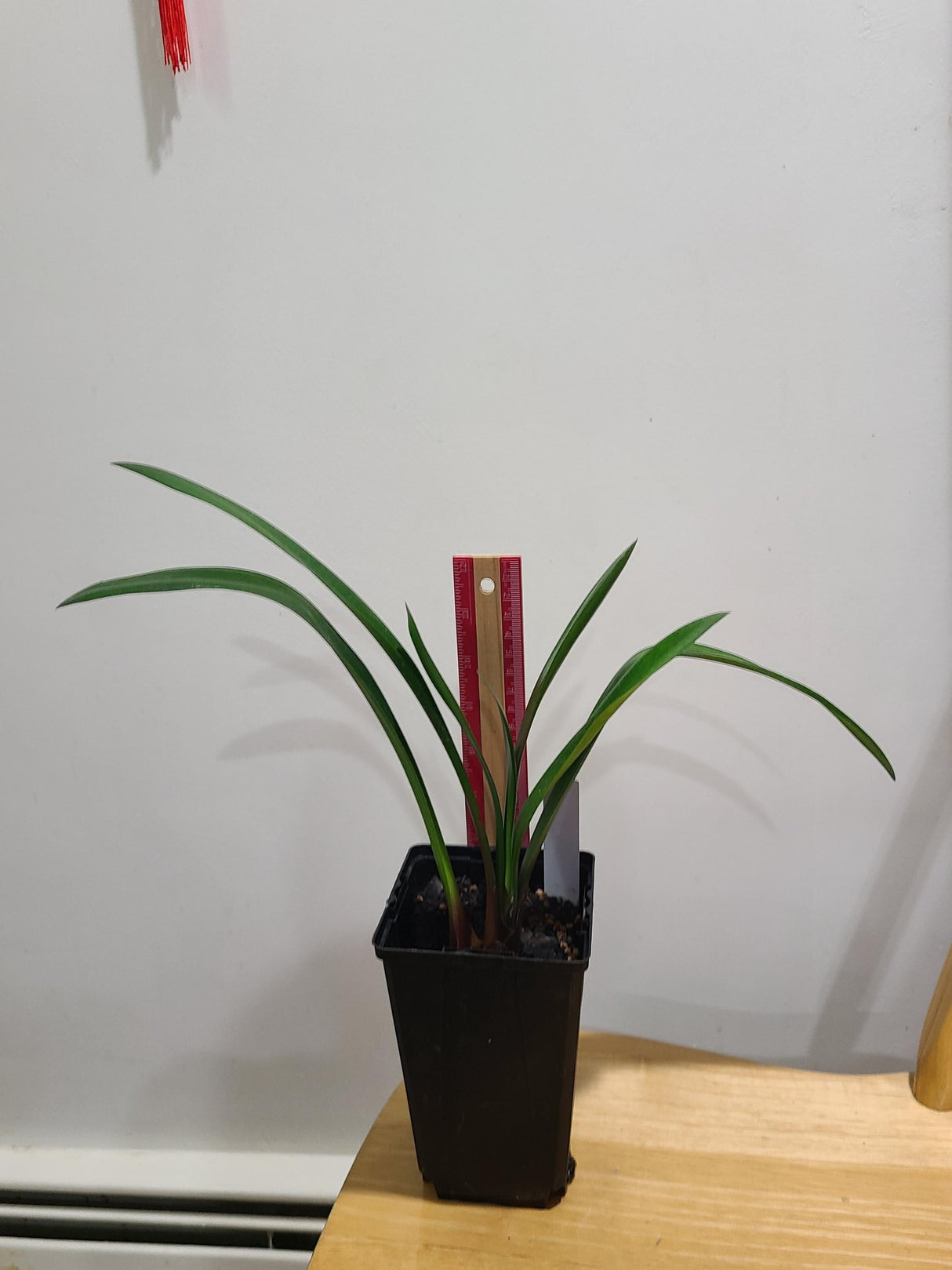 Clivia Interspecific Gardenii 7 Leaves