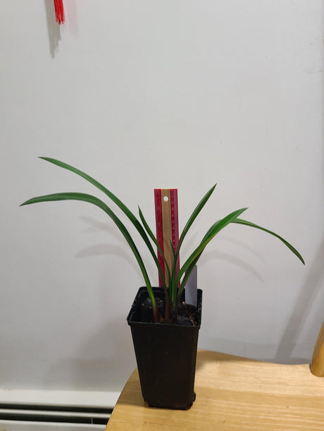 Clivia Interspecific Gardenii 7 Leaves