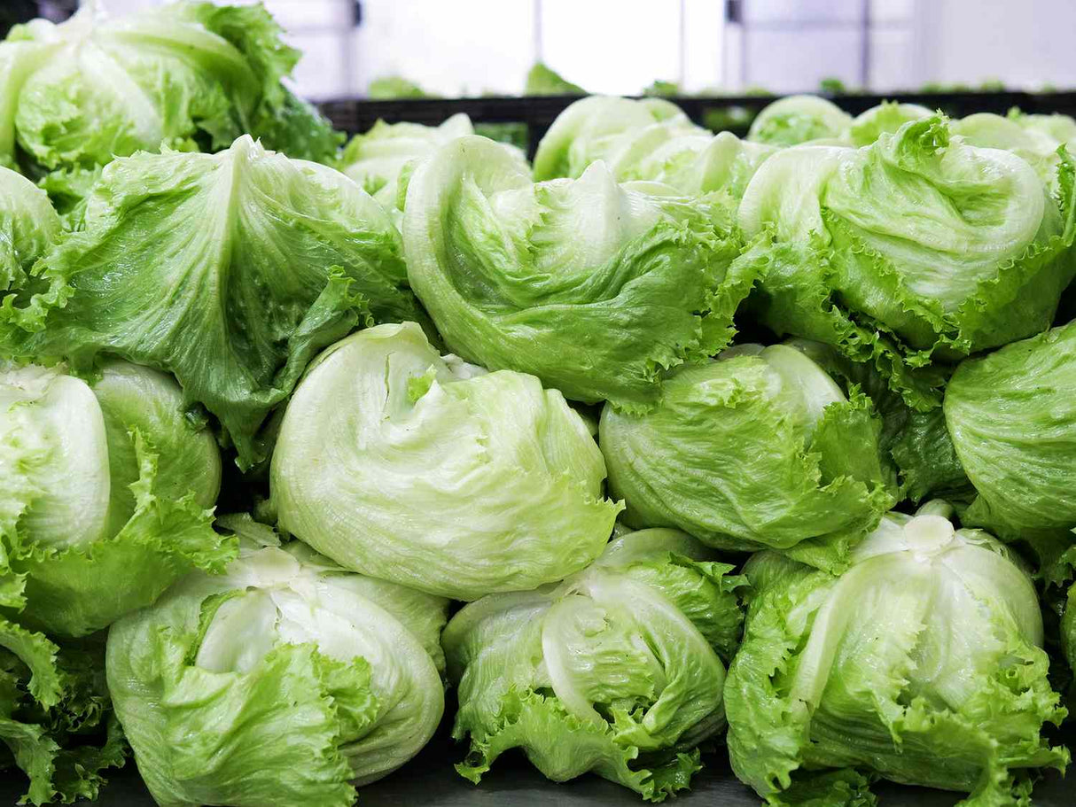 Lettuce: Iceberg