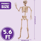 5.6 ft White Posable Skeleton Halloween Decoration