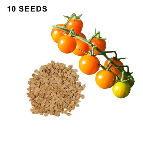 Sun Gold F1 Hybrid Tomato Seeds Super Sweet Orange Cherry Tomatoes High Yield Garden Variety