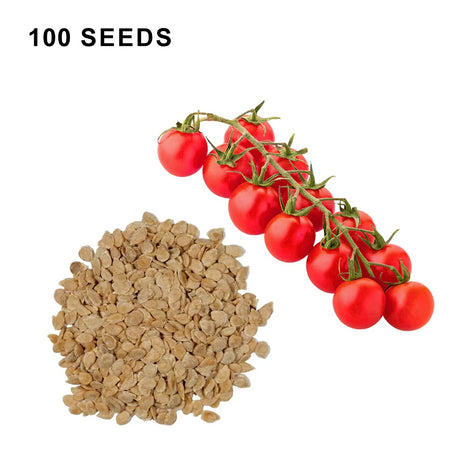 Super Sweet 100 Tomato Seeds Sweet Cherry Tomatoes High Yield Disease Resistant Non GMO Garden Seeds