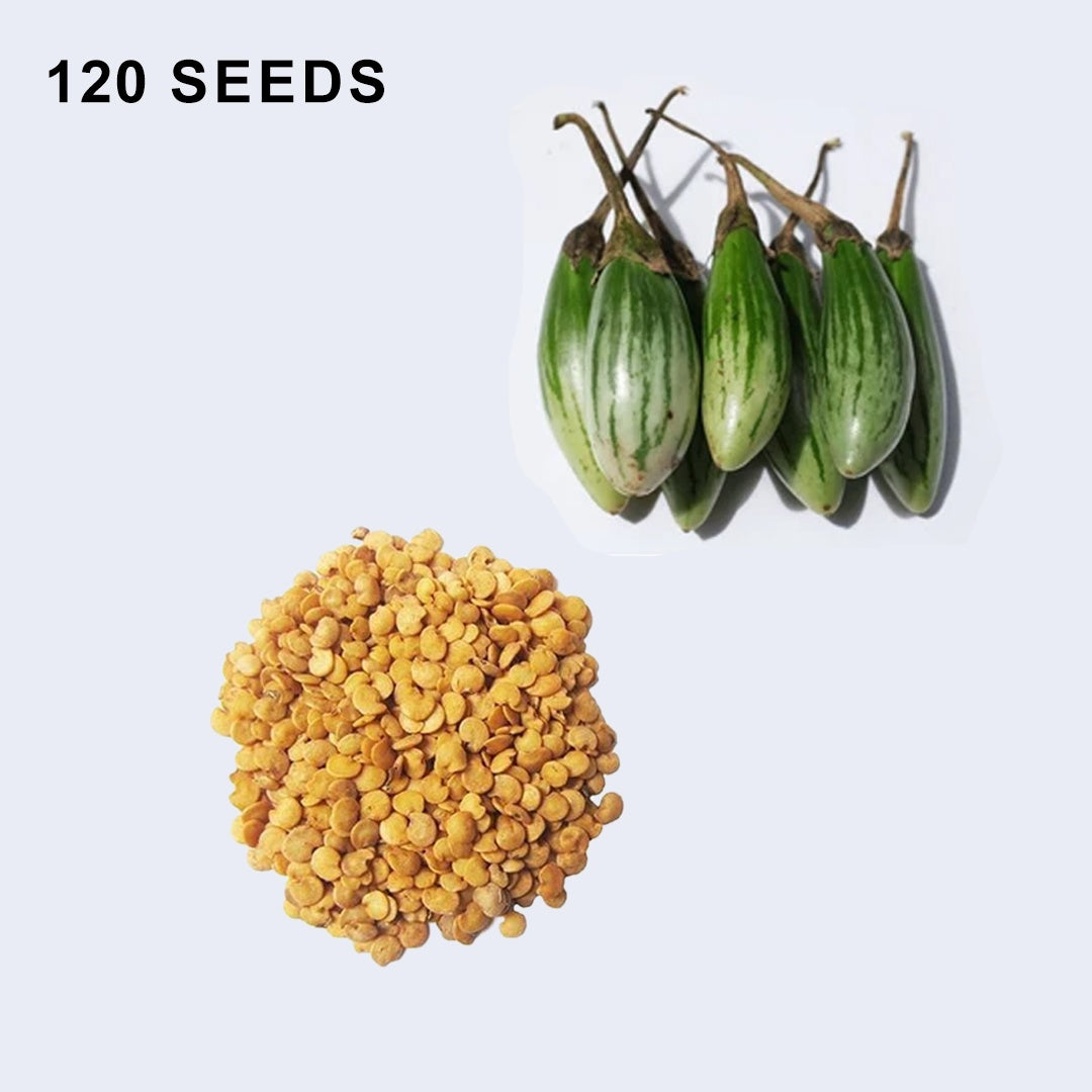 Ablong Eggplant Seeds Thai Eggplant Rugby Variety High Yield Garden Seeds