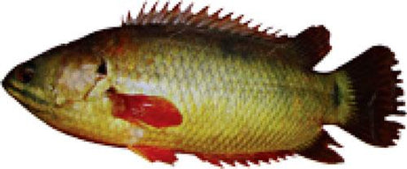 Loose Koi Fish 2lb