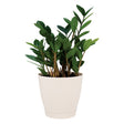 ZZ Plant - 6in