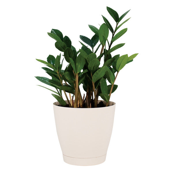 ZZ Plant - 6in