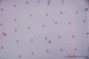 Very Soft Tulle With Pearls Polyester Fabric - Sheer Beaded Tulle, 52" Width (1 Yard)
