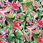 Swim Knit Nylon Spandex Lily Garden on Black