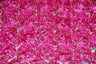 Rosette Satin Polyester Fabric - 3D Satin Floral Embroidery, 52/54" Width (Yards, Bolts, Sample Swatch)