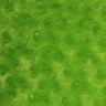 1 Yard Lime Minky Rosebud Fabric 58/60" Width Rose Swirl Embossed