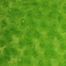 1 Yard Minky Rosebud Fabric 58/60″ Width