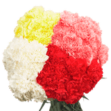 Assorted Color Carnations – Fresh Flower Bouquets