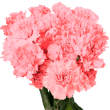 Pink Carnations Bunches – Fresh Flower Bouquets
