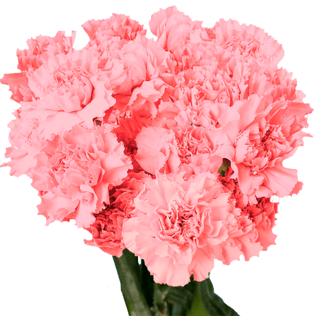 Pink Carnations Bunches – Fresh Flower Bouquets