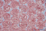 Rosette Satin Bordeaux Polyester Fabric - 3D Floral Satin Embroidered On A Mesh, Bordeaux, 52" Width (1 Yard)