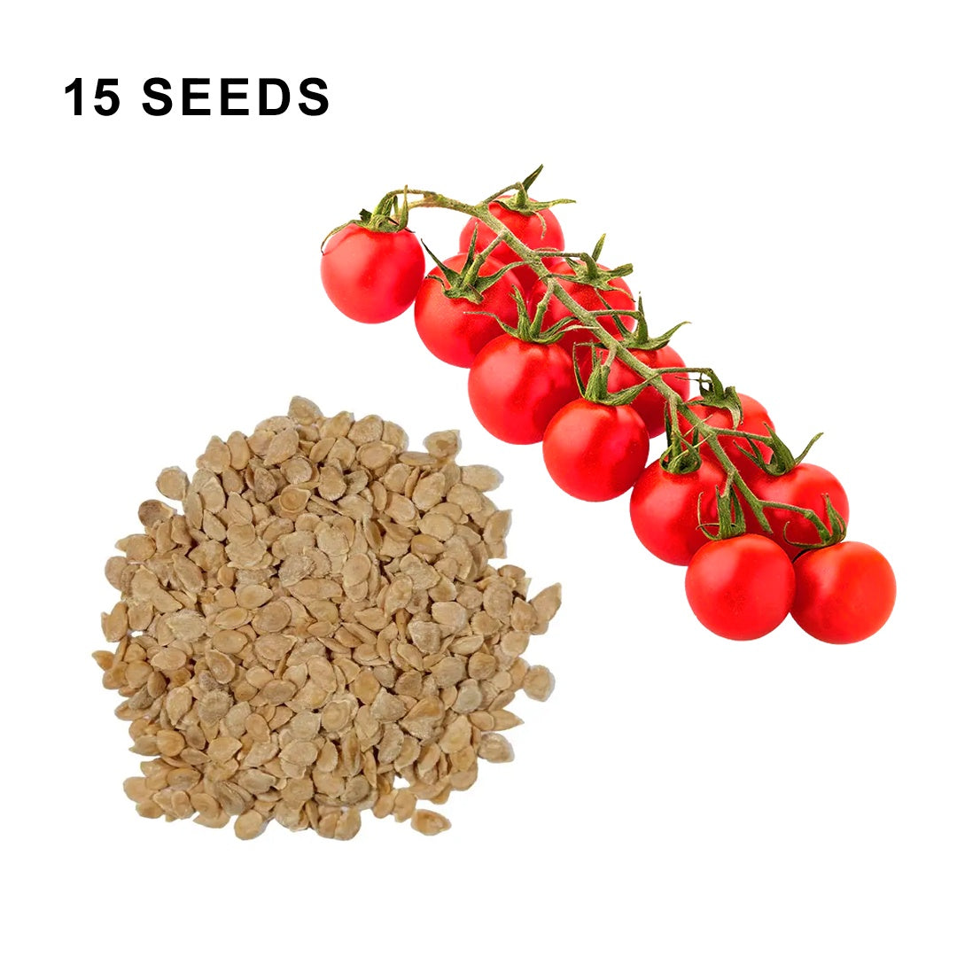 Super Sweet 100 Tomato Seeds Sweet Cherry Tomatoes High Yield Disease Resistant Non GMO Garden Seeds