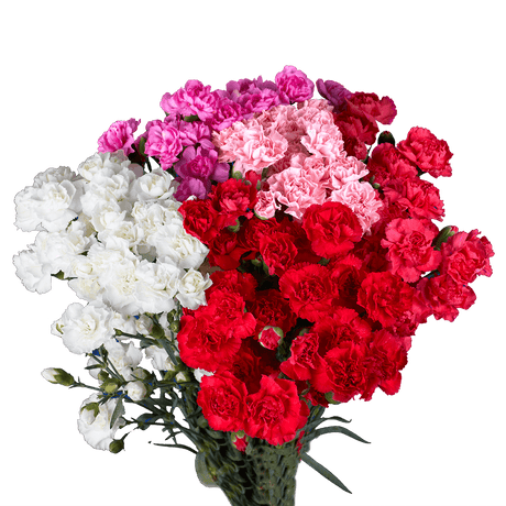 Mother’s Day Spray Carnations – Fresh Flower Bouquets
