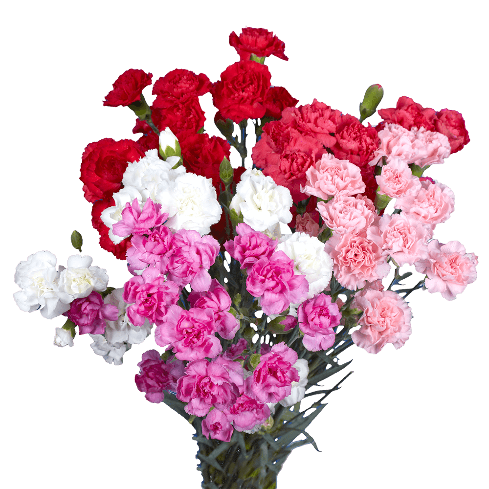 Mother’s Day Spray Carnations – Fresh Flower Bouquets