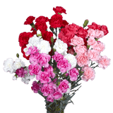 Mother’s Day Spray Carnations – Fresh Flower Bouquets