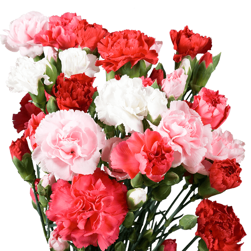 Mother’s Day Spray Carnations – Fresh Flower Bouquets