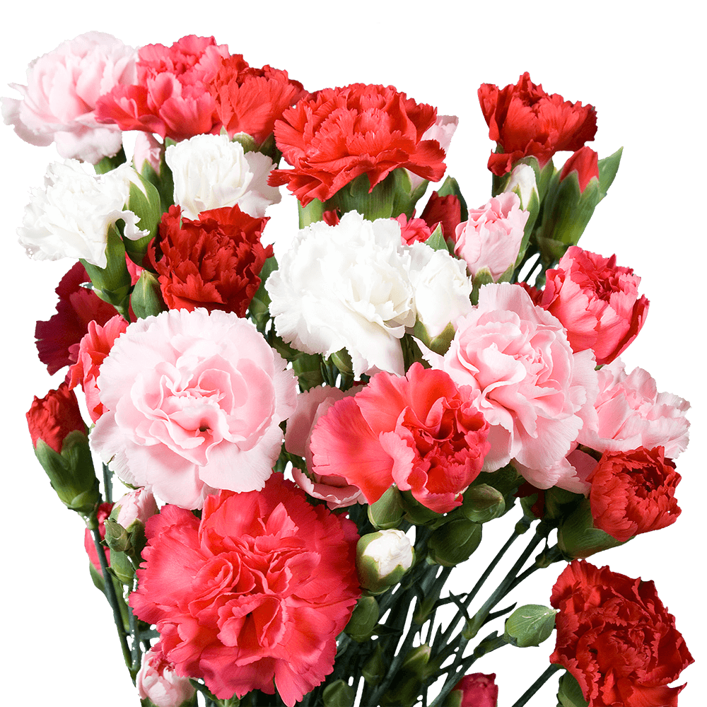 Mother’s Day Spray Carnations – Fresh Flower Bouquets