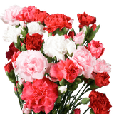 Mother’s Day Spray Carnations – Fresh Flower Bouquets