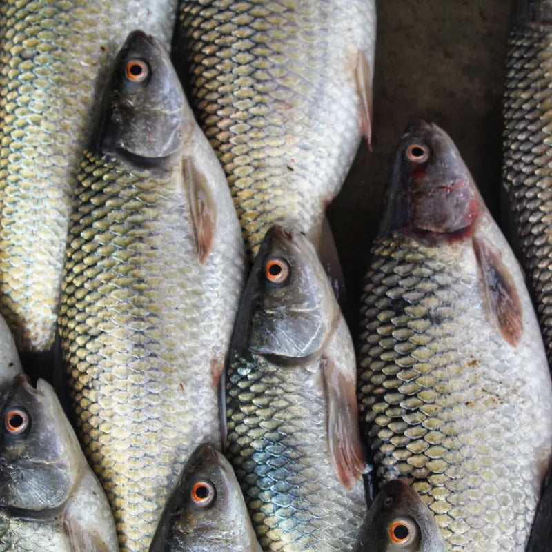 Mrigal - 7 lb - 18 lb $4.75/lb - 5.50/lb