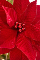 24" Red Velvet Poinsettia Stem