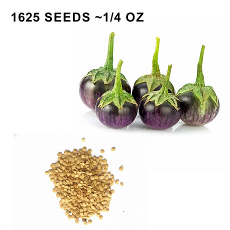 Round Purple Eggplant Seeds Thai Baby Eggplant Indian Eggplant Seeds Non GMO Organic Treevales