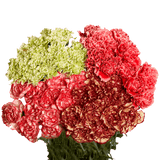 Novelty Carnations – Fresh Flower Bouquets