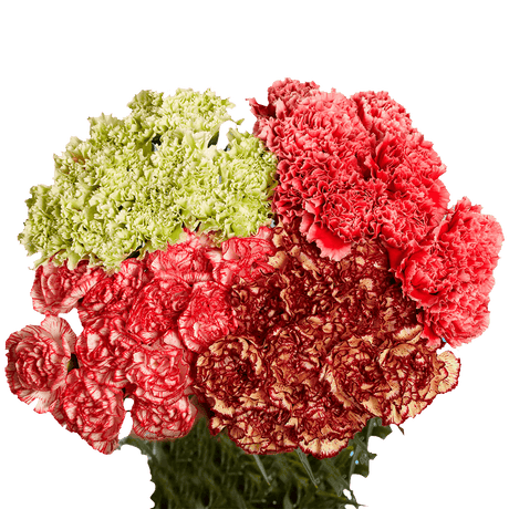 Novelty Carnations – Fresh Flower Bouquets
