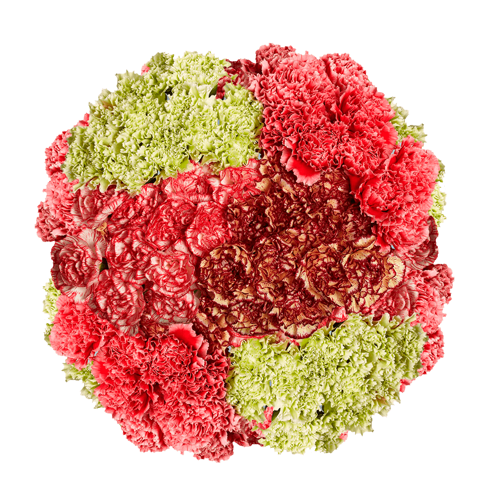 Novelty Carnations – Fresh Flower Bouquets