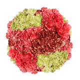 Novelty Carnations – Fresh Flower Bouquets