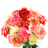 Novelty Carnations – Fresh Flower Bouquets