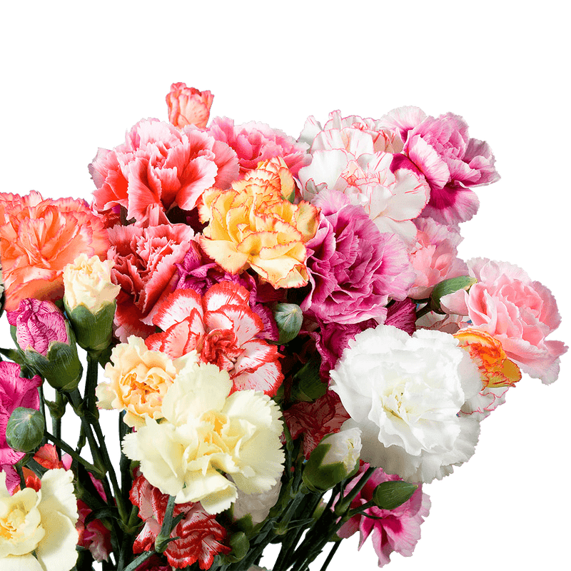 Novelty Carnations – Fresh Flower Bouquets