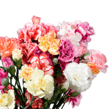 Novelty Carnations – Fresh Flower Bouquets