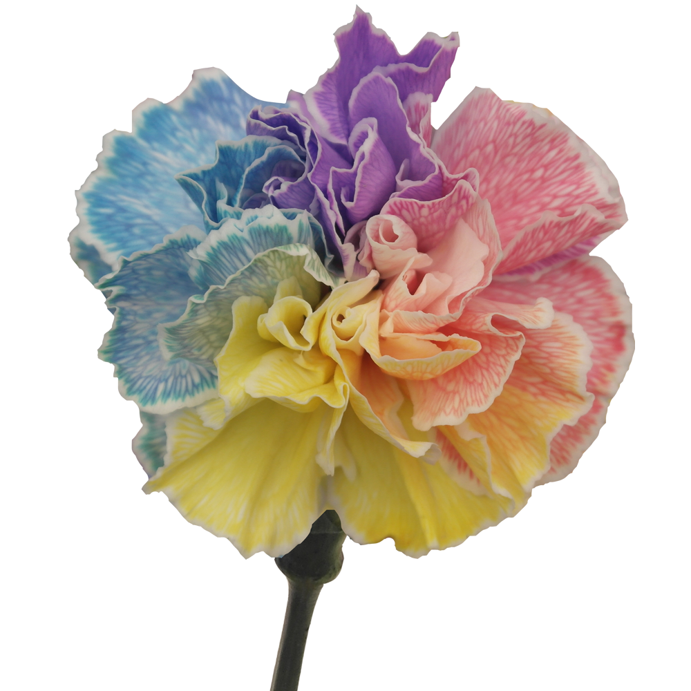 Tinted Rainbow Carnations Bunches – Fresh Cut Flowers