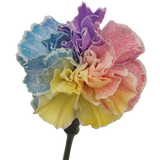 Tinted Rainbow Carnations Bunches – Fresh Cut Flowers