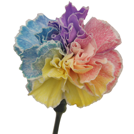 Tinted Rainbow Carnations Bunches – Fresh Cut Flowers