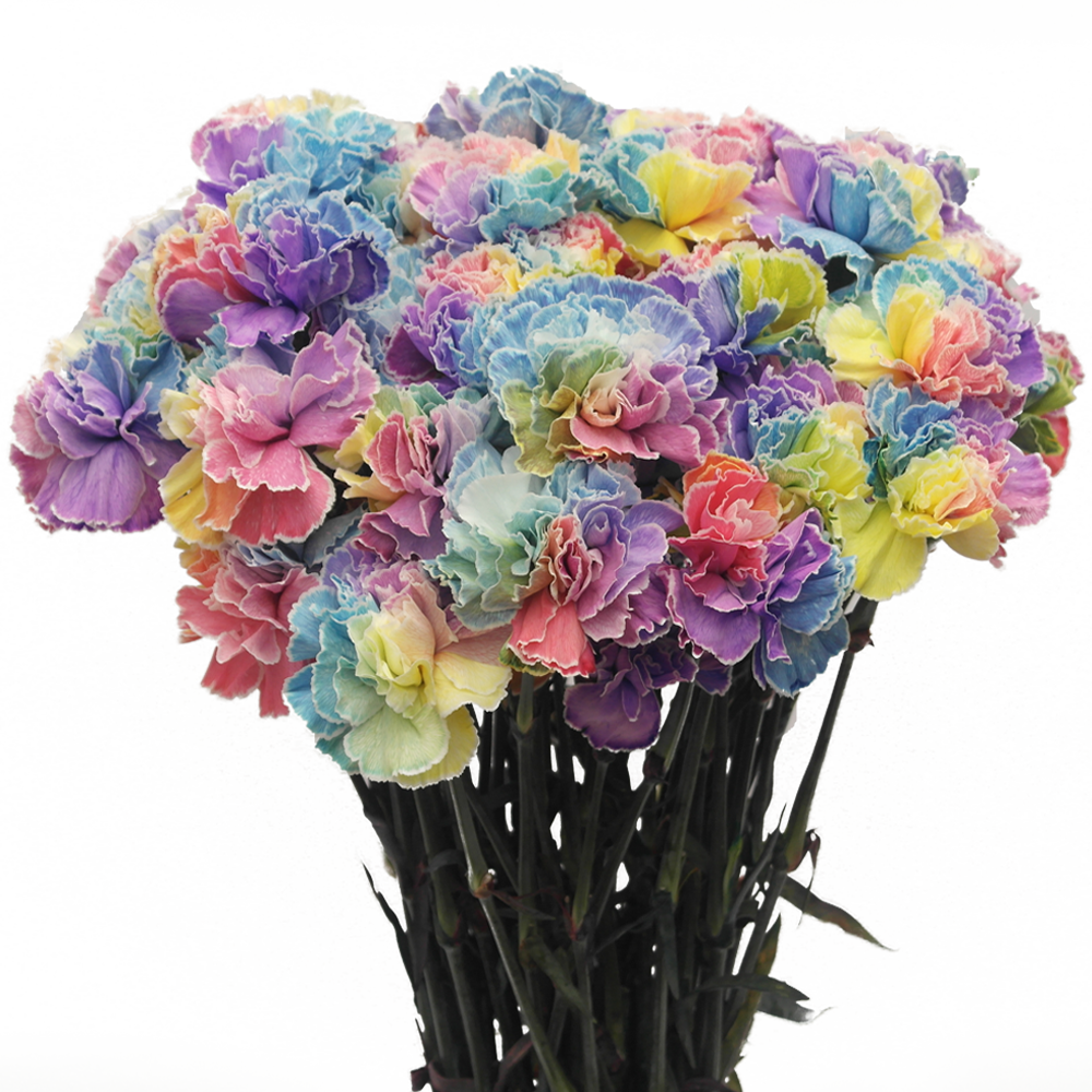 Tinted Rainbow Carnations Bunches – Fresh Cut Flowers