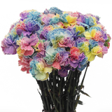 Tinted Rainbow Carnations Bunches – Fresh Cut Flowers