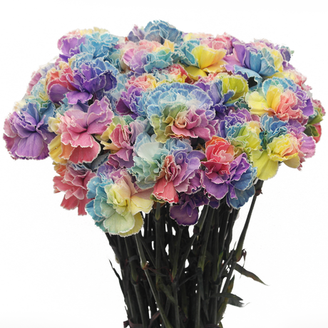 Tinted Rainbow Carnations Bunches – Fresh Cut Flowers